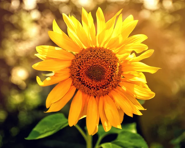 Bright sunflower on field — Stock Photo, Image