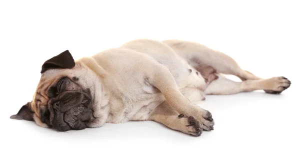 Pug dog on a white Stock Picture