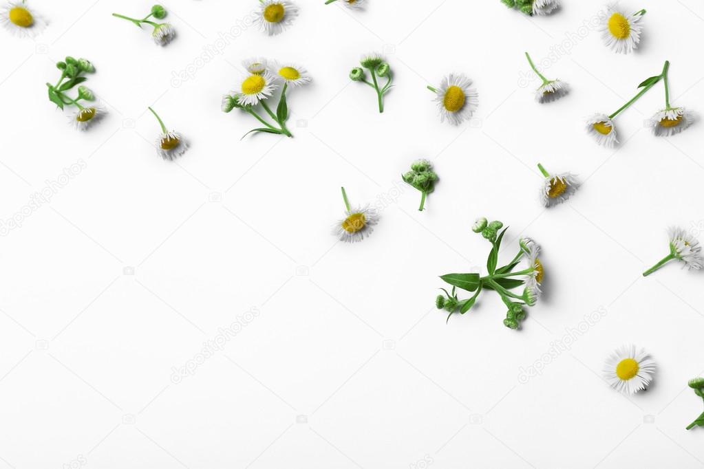 Chamomile flowers scattered