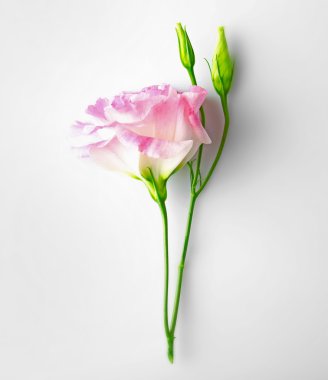 pembe eustoma çiçek üzerinde beyaz izole