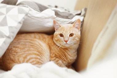 Komik kedi yastık altında