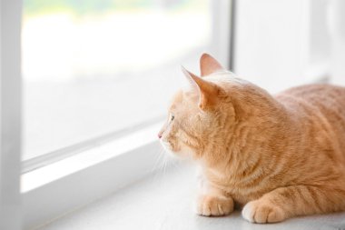 pencere üzerinde şirin kedi