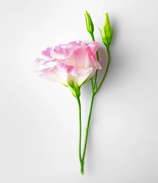 Fiore di eustoma rosa isolato su bianco — Foto Stock