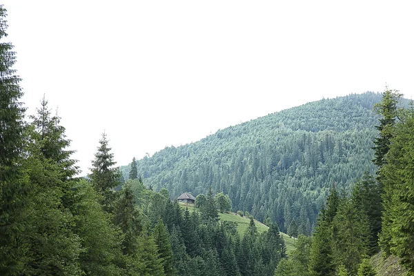 Bosque verde colinas —  Fotos de Stock