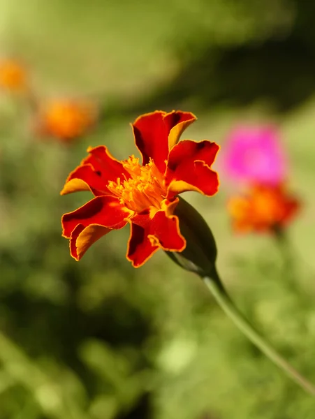 Schöne helle Wildblume — Stockfoto