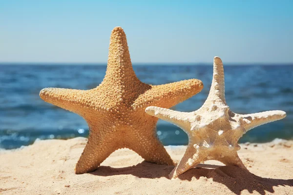 Sea stars on beach — Stock Photo, Image