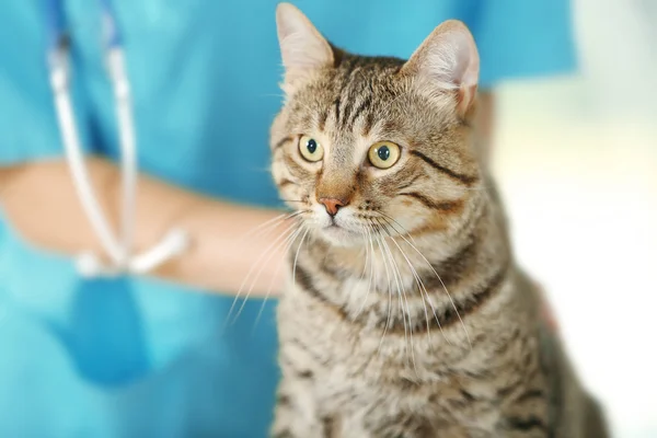 Médico veterinário com gato — Fotografia de Stock