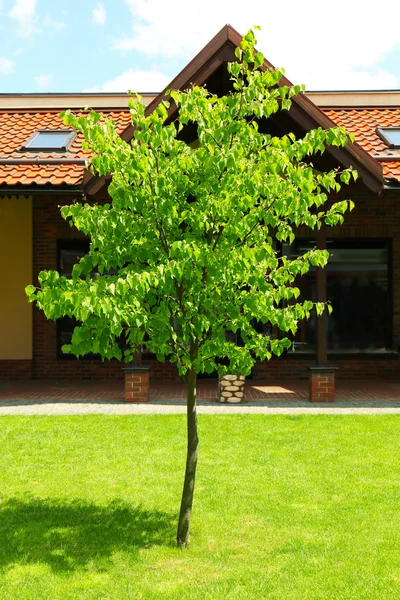 Grüner Baum auf Hinterhof — Stockfoto