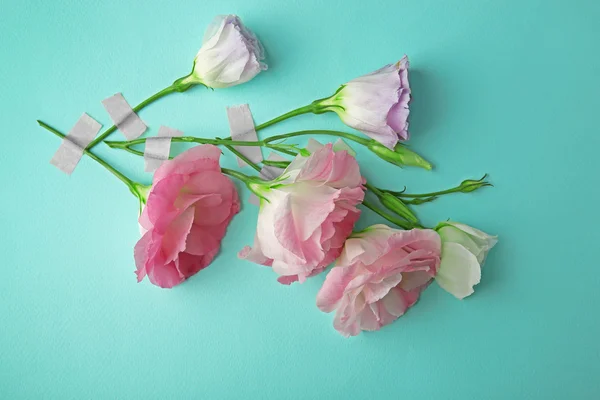 Schöne Komposition aus rosa Eustoma-Blüten auf türkisfarbenem Hintergrund — Stockfoto