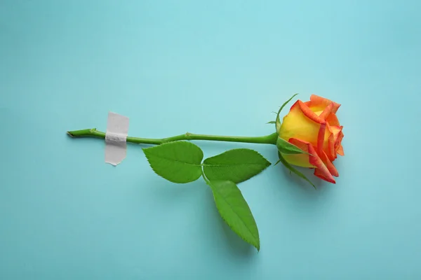 Красивая яркая роза — стоковое фото