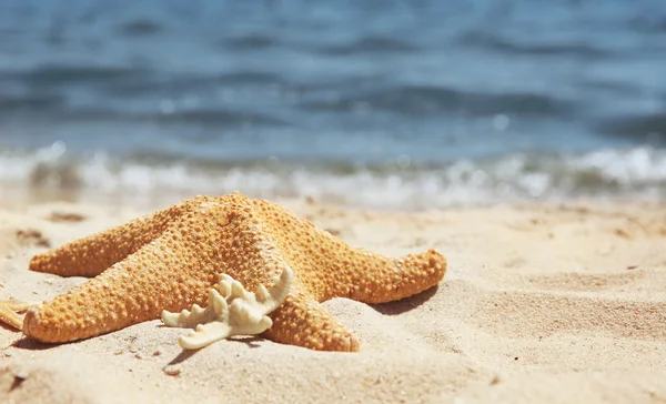 Starfishes en la playa del océano —  Fotos de Stock