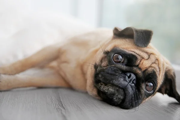 Pug perro mintiendo — Foto de Stock