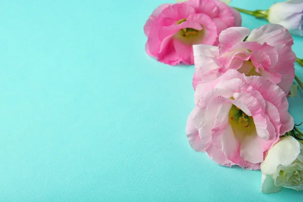 Hermosa composición de flores de eustoma rosa sobre fondo turquesa —  Fotos de Stock