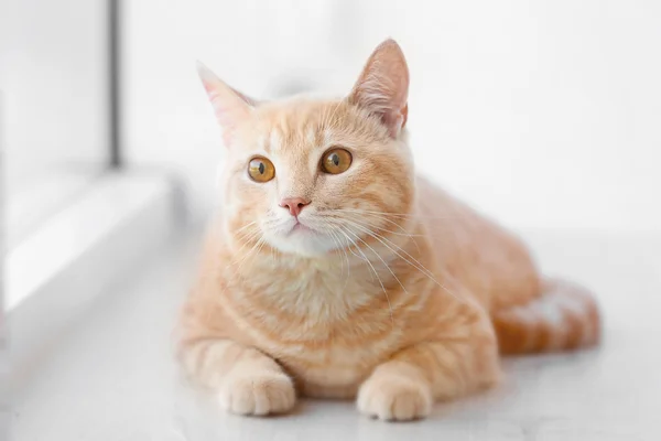 Søt katt i vinduskarmen – stockfoto