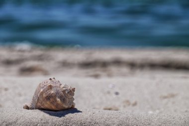 Deniz kıyısı üzerinde güzel deniz kabuğu  