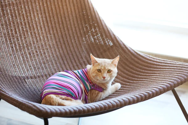 Смешной кот в одежде — стоковое фото