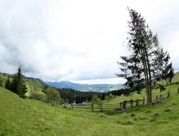 Forest green hills in mountains — Stock Photo, Image