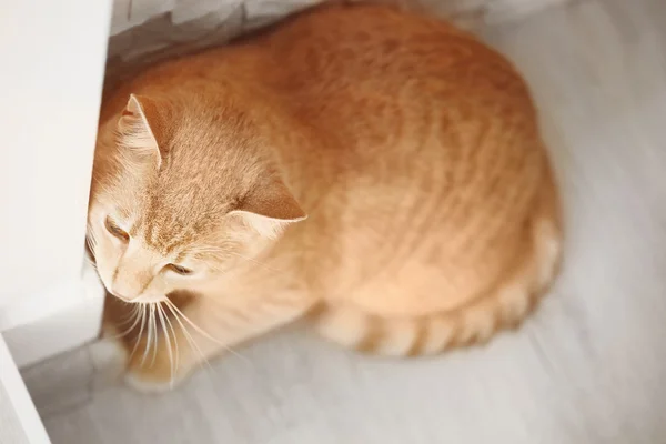 Cute cat in corner — Stock Photo, Image