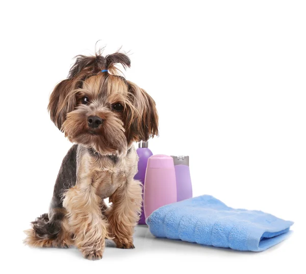 Grappig hondje met handdoek geïsoleerd — Stockfoto