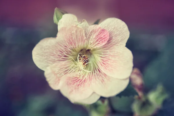 Beautiful white wildflower — Stock Photo, Image