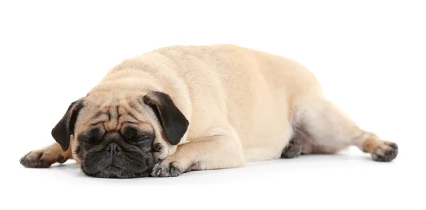 Pug สุนัขบนสีขาว — ภาพถ่ายสต็อก