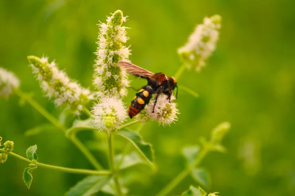 Avispa rayada en flor silvestre — Foto de Stock