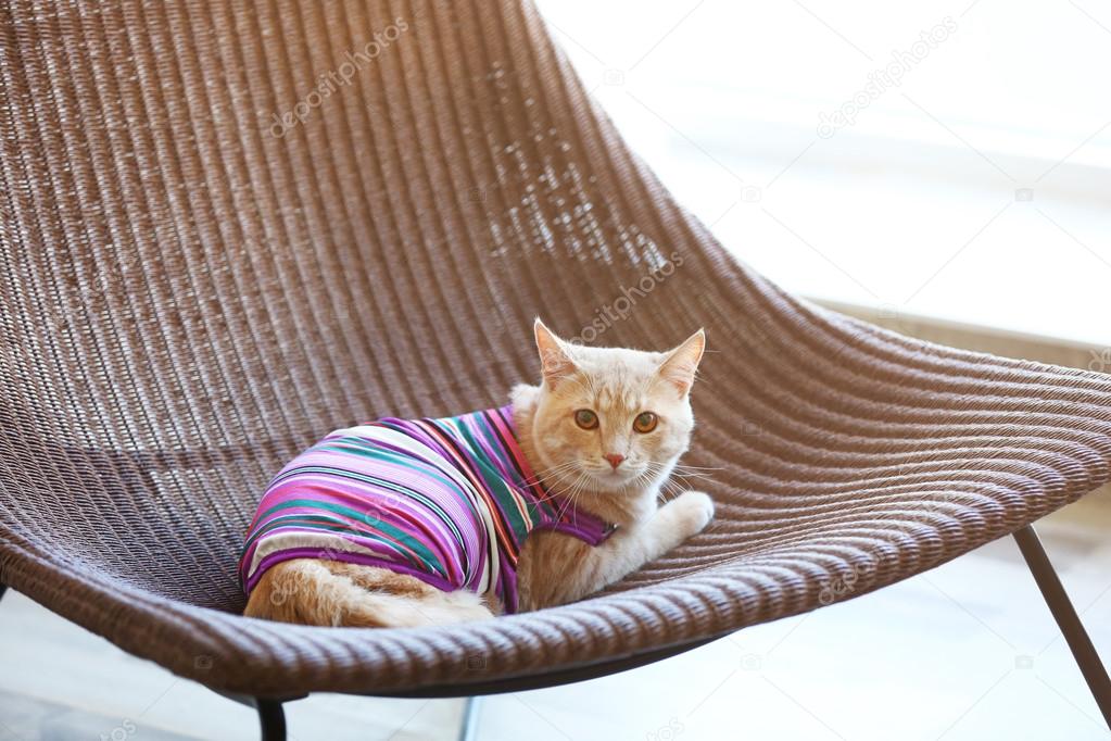 Funny cat in clothes 
