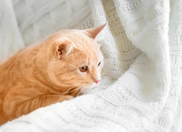 Chat mignon sur l'entraîneur — Photo