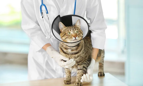 Ветеринарний лікар з кішкою — стокове фото