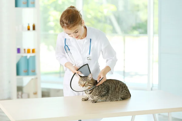 Veterinär läkare och katt — Stockfoto