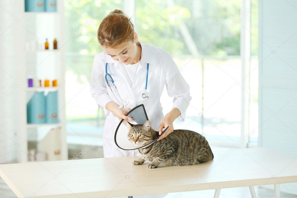 Veterinarian doctor and cat Stock Photo by ©belchonock 122779570
