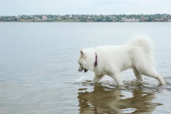 Fluffy samoyed dog