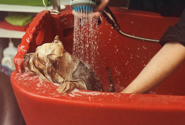 Kuaför yıkama şirin köpek — Stok fotoğraf