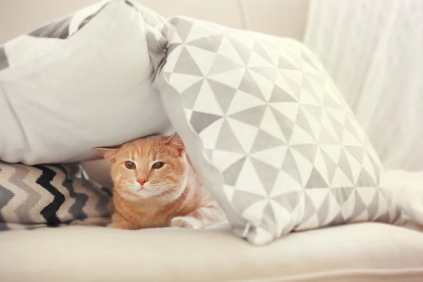 Gato divertido bajo almohadas — Foto de Stock