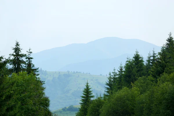 Montagne carpatiche in estate — Foto Stock