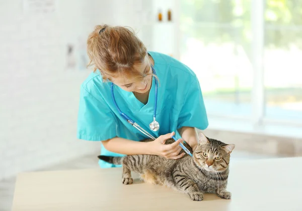 Γιατρός κτηνίατρος και γάτα — Φωτογραφία Αρχείου