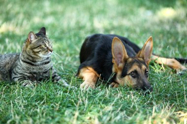 Şirin kedi ve köpek