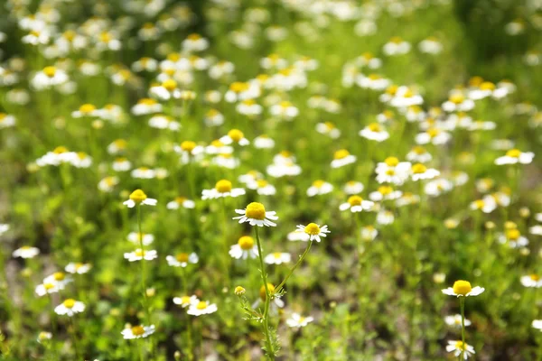 Hermosas flores silvestres en el prado —  Fotos de Stock