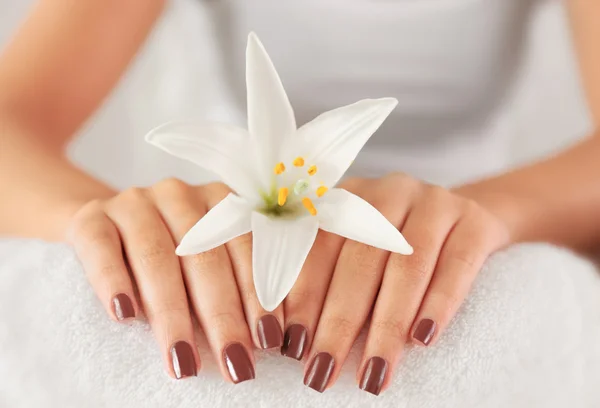 Mãos com manicure marrom — Fotografia de Stock