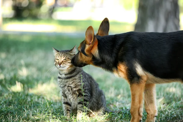 Милая собака и кошка — стоковое фото