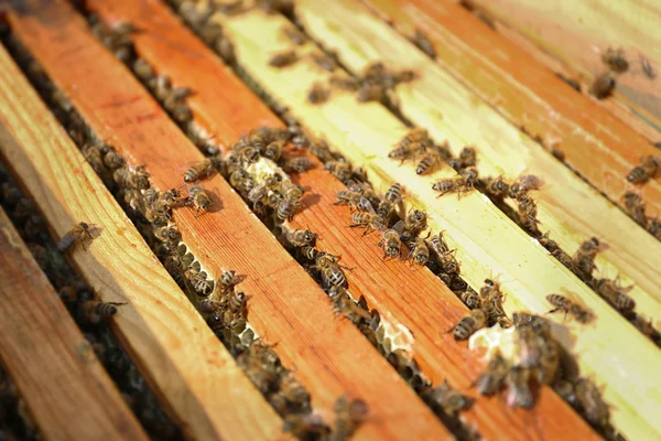 Vaxkakor och bin i bikupa — Stockfoto