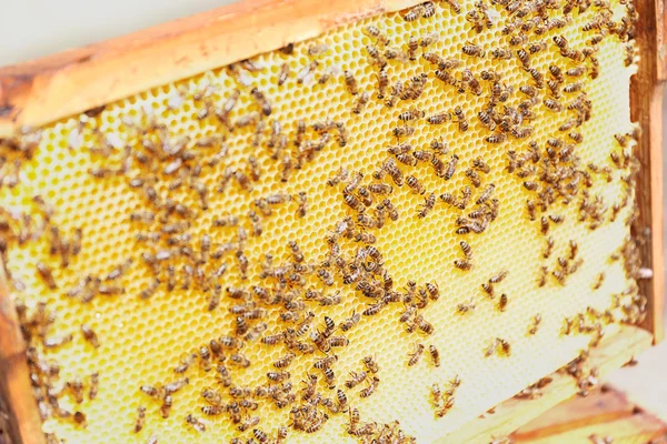 Strzał pszczoły na plaster miodu — Zdjęcie stockowe