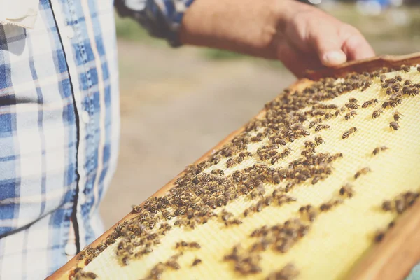 Homem segurando quadro com favo de mel — Fotografia de Stock