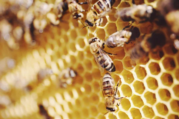 Bienenschuss auf der Wabe — Stockfoto