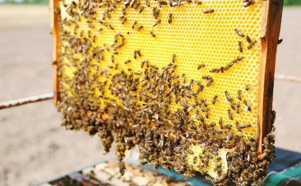 Prise de vue d'abeilles en nid d'abeille — Photo