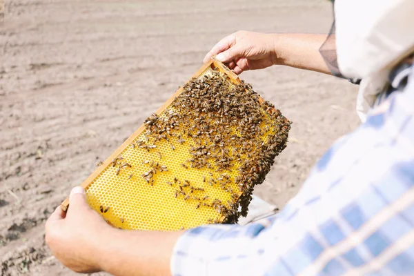 Ember gazdaság keret méhsejt — Stock Fotó