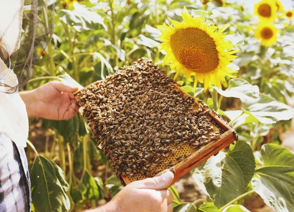 Man met frame met op de achtergrond van een veld zonnebloem honingraat — Stockfoto