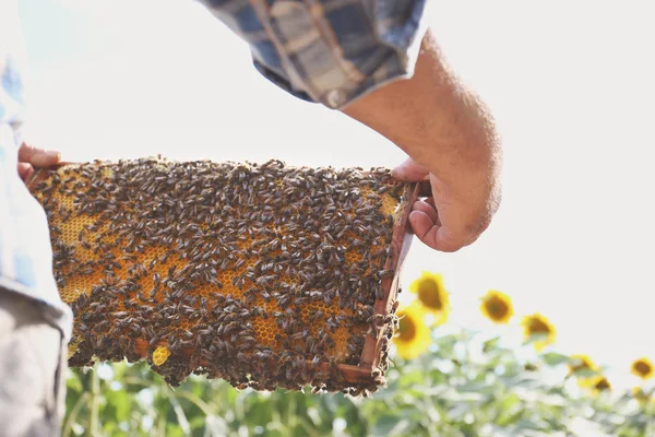 Homme tenant cadre avec nid d'abeille sur fond de champ de tournesol — Photo