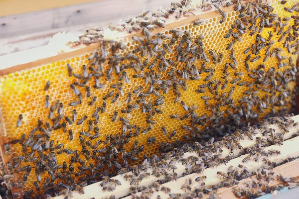 Снимок пчел на медовой гребешке — стоковое фото