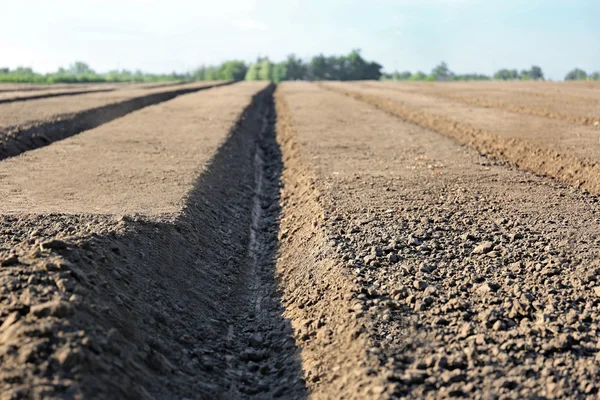 Conjunto Surcos Campo Día Soleado — Foto de Stock